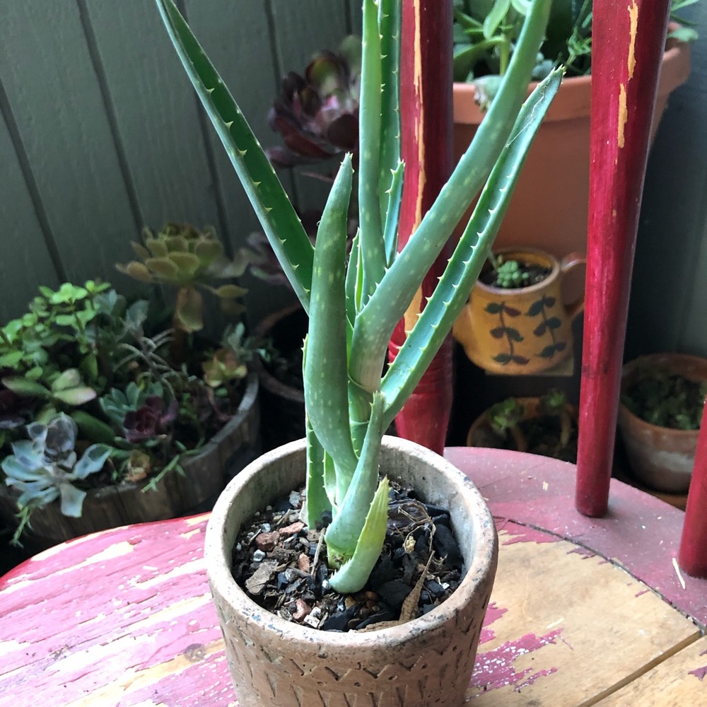 Aloe Vera Squarosa Plant with roots